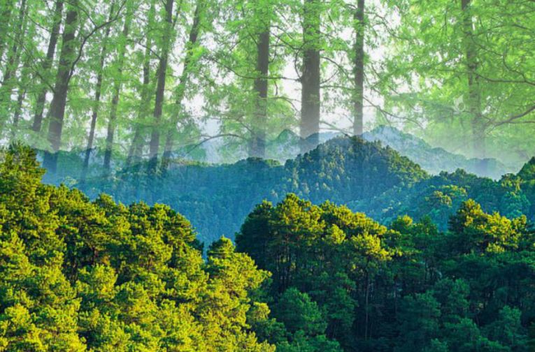 林草碳汇破局之路：试点引领 多维度破解开发难题